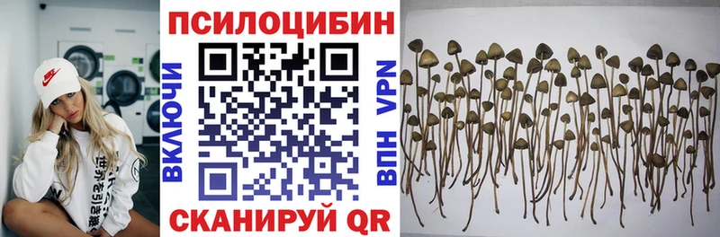 Галлюциногенные грибы Psilocybine cubensis  Стрежевой 